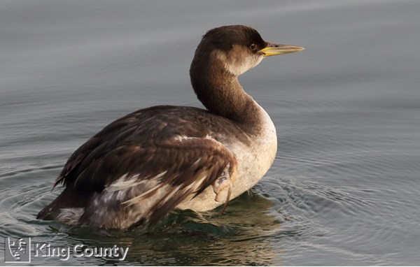 Photo of Podiceps grisegena